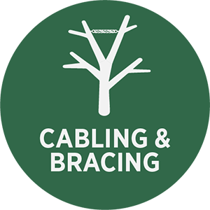 Cabling and Bracing Icon