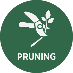 Pruning Icon
